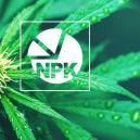 NPK: Jaki jest najlepszy stosunek składnik&oacute;w do uprawy marihuany