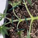 Jak mainlinować marihuanę: kompletny przewodnik po technice manifolding