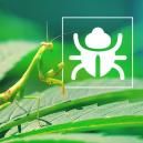 Uciążliwe robaki i owady