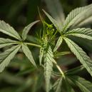 Czym jest cannabis ruderalis?