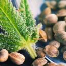 Czym są nasiona konopi?