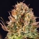 Kiedy zbierać plony z roślin marihuany