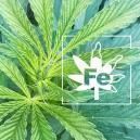 Niedob&oacute;r żelaza u roślin marihuany