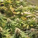 pH dla marihuany: jak mierzyć i regulować