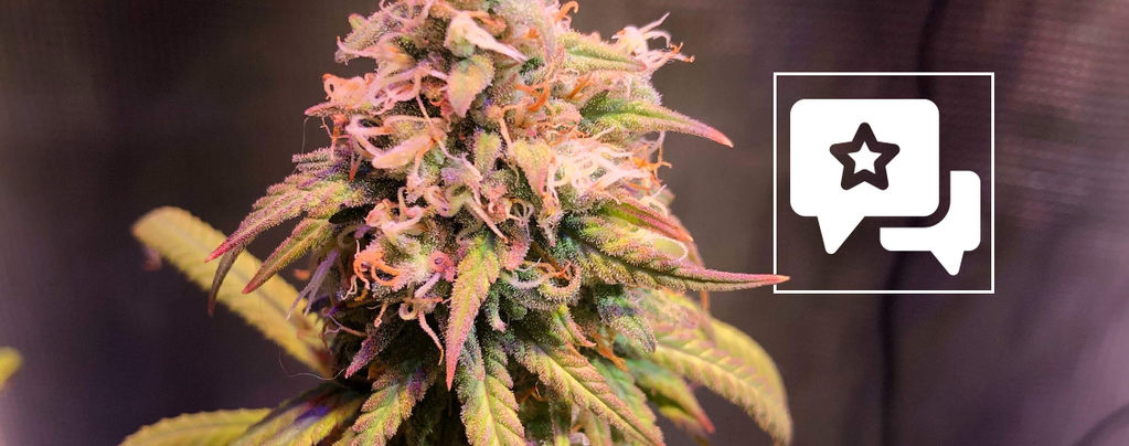 Recenzja odmiany: Shining Silver Haze (Royal Queen Seeds)