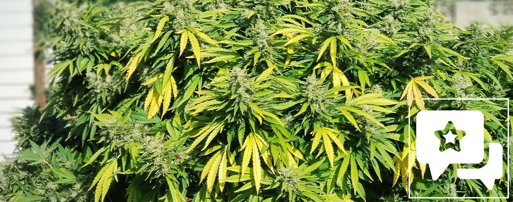 Recenzja odmiany: Critical Kush