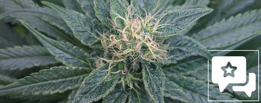 Recenzja odmiany: Royal Medic od Royal Queen Seeds