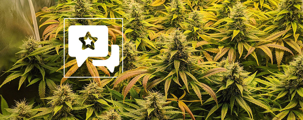 Recenzja odmiany: The Church od Greenhouse Seeds