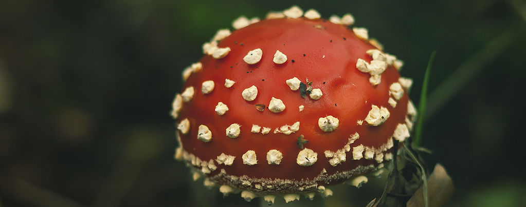 Soma: starożytny enteogen