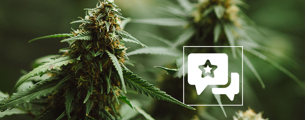 Recenzja odmiany konopi: Power Plant