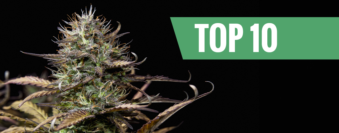 Top 10 autoflowering cannabis strains