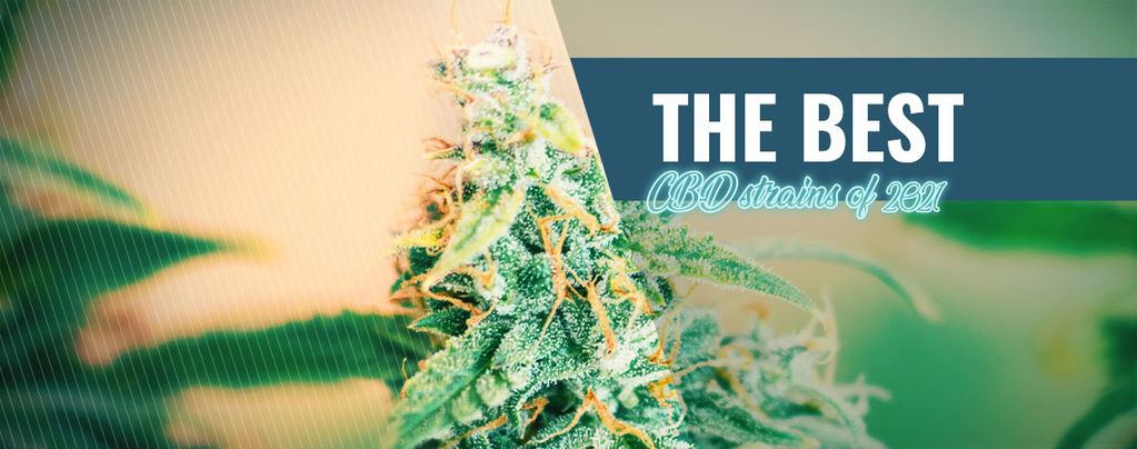 CBD Strains To Grow At Home