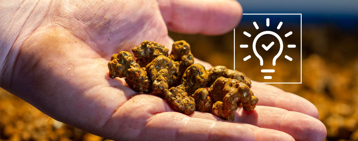 12 Tips For A Great Experience With Magic Truffles