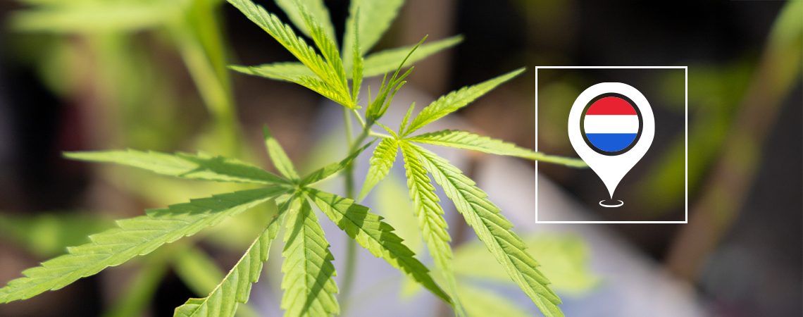 Best outdoor cannabis strains to grow in the Netherlands