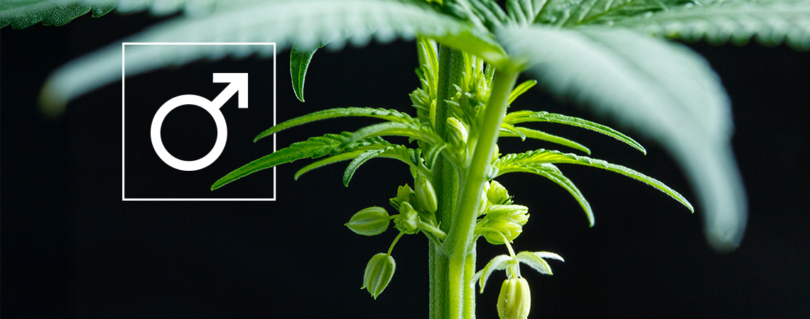 What to do with male cannabis plants?