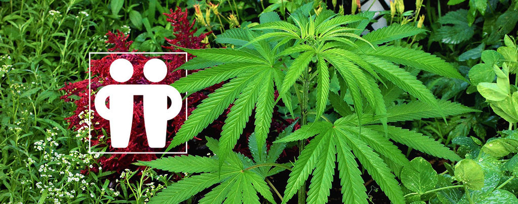 Help Your Cannabis Crop With Companion Plants