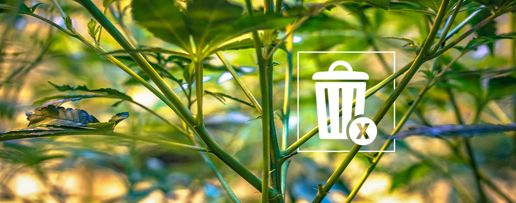 What To Do With Your Leftover Cannabis Stems