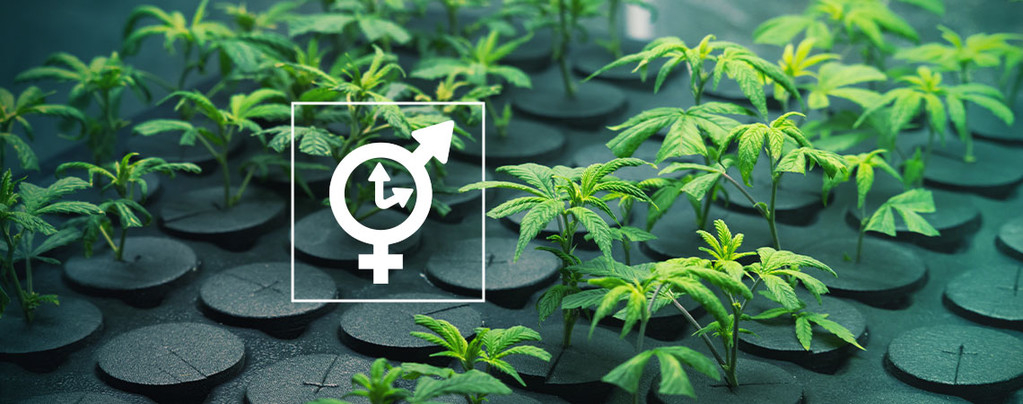 Clones Autoflowering