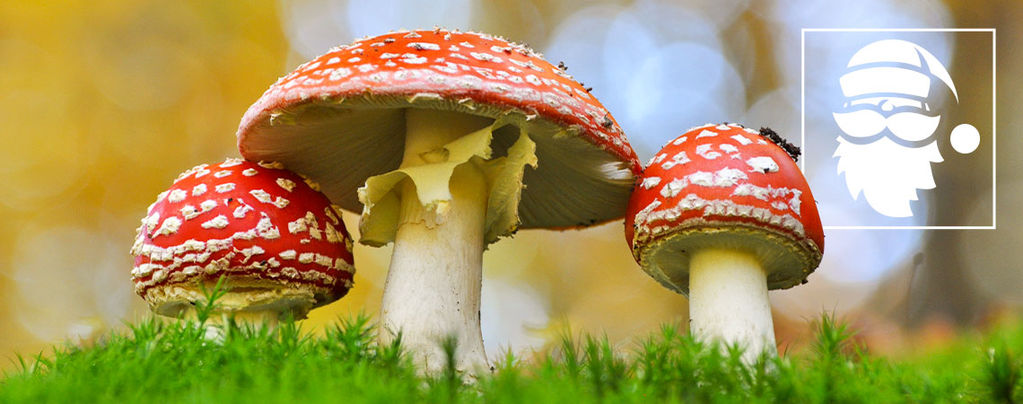 The Links Between Magic Mushrooms And Christmas