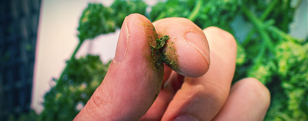 What To Do Against Sticky Cannabis Fingers
