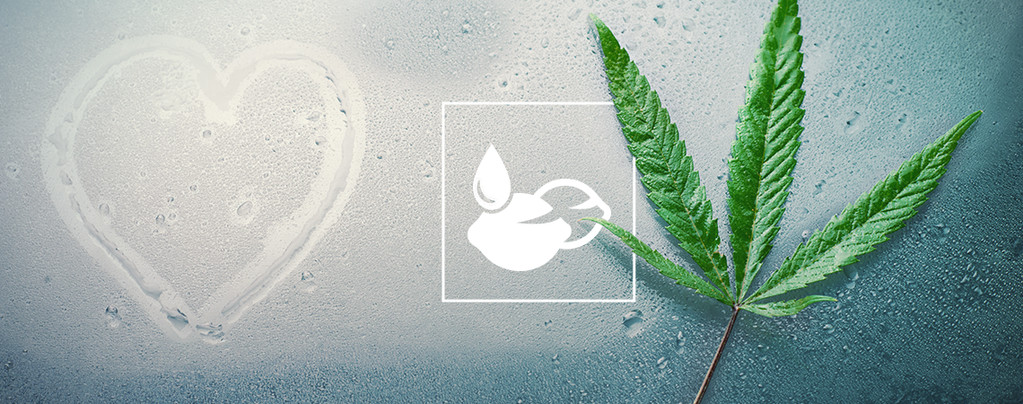 Best Cannabis Seeds For Wet Climates