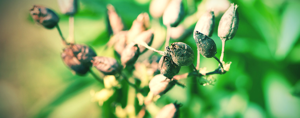 How To Grow Tobacco Seeds
