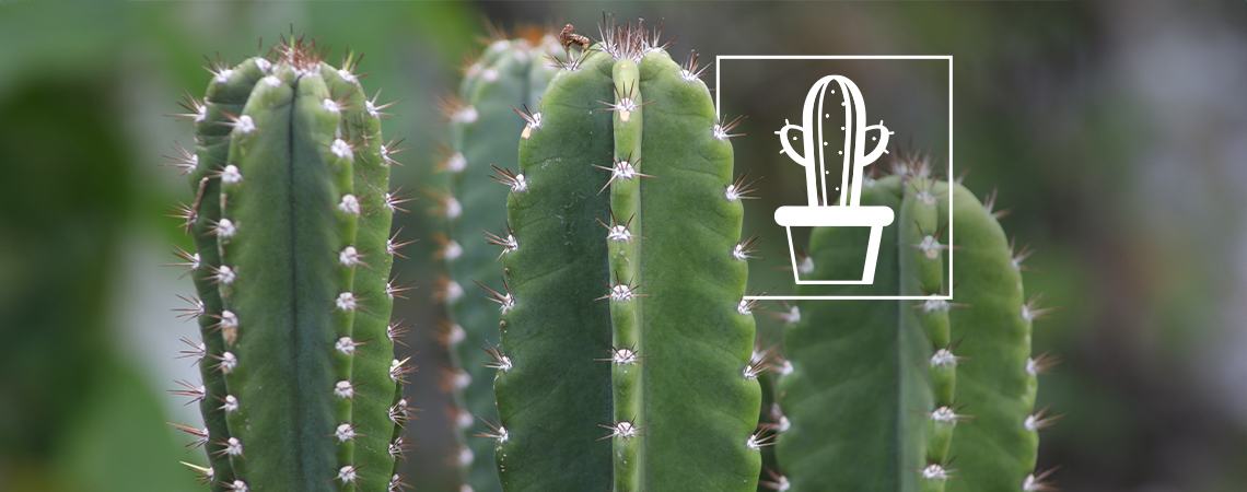 How to grow and care for the San Pedro cactus