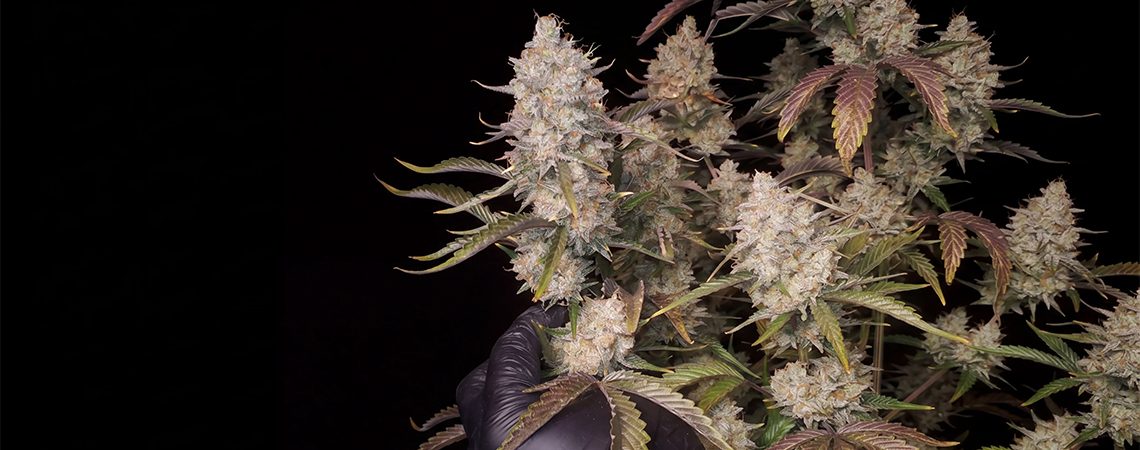Top 5 high-yielding autoflowering strains