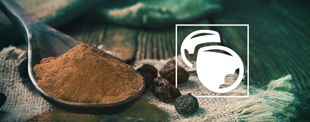 Kola Nut - Cola nitida