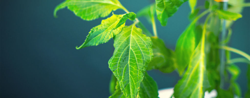 Process Your Salvia Divinorum Plant