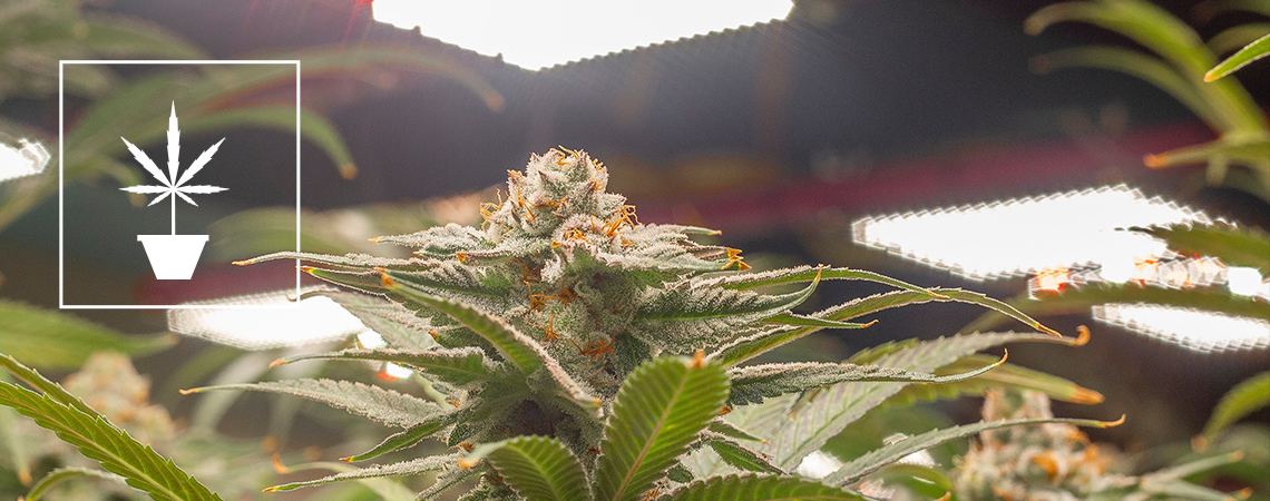 The best cannabis seeds for indoor cultivation