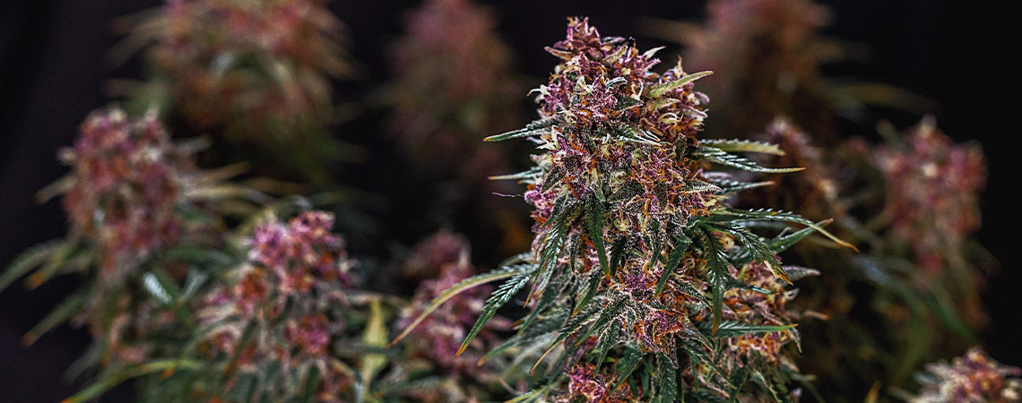 Top 10 najszybciej rosnących odmian konopi w 2025 roku