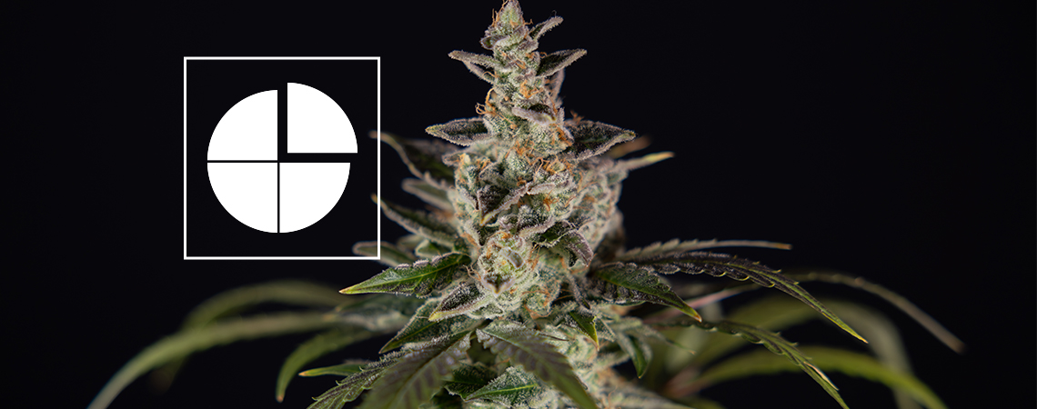 The best 1:1 THC:CBD ratio strains 