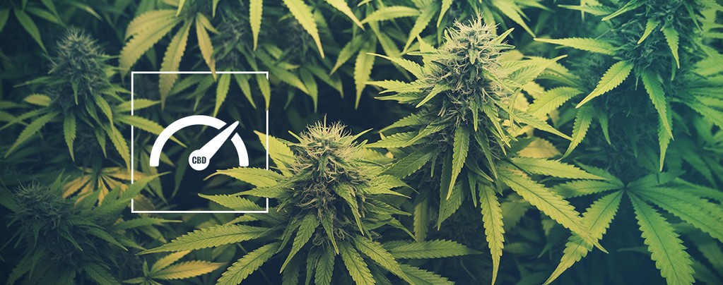 How To Increase CBD Levels When Growing Weed
