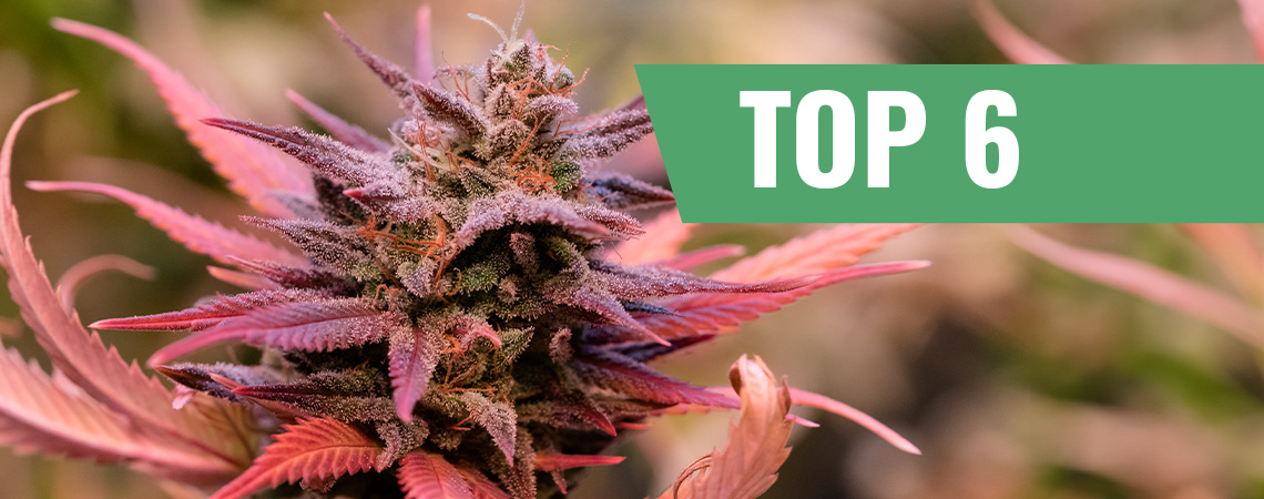 Cannabis Strains For Valentine's Day