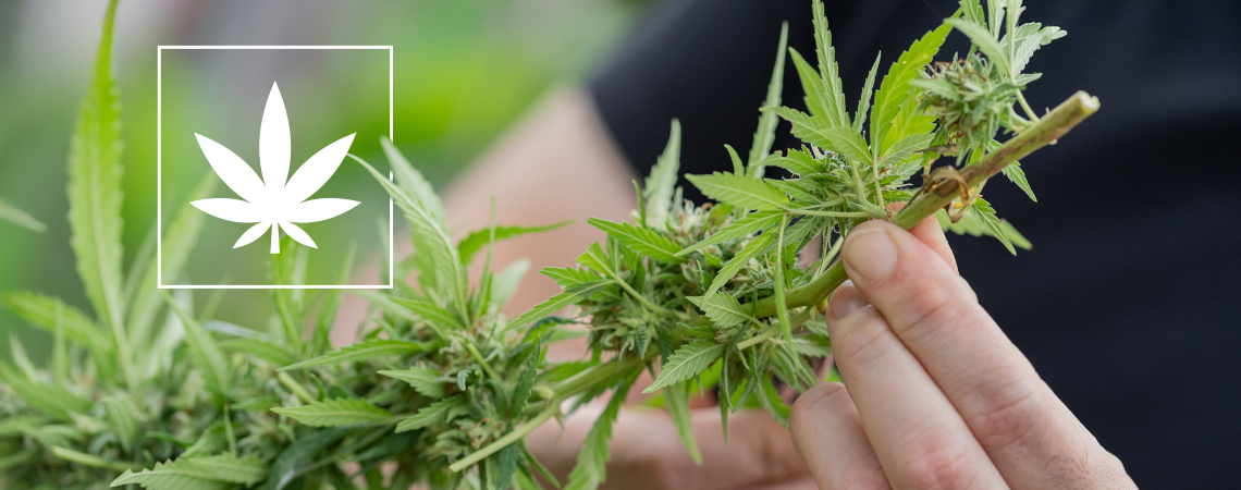 Below 1% THC strains