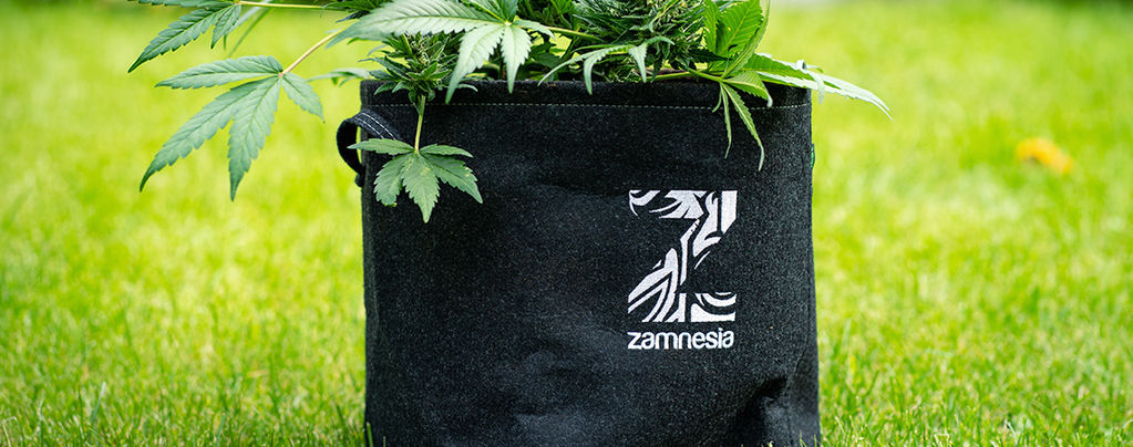 What Is A Smart Pot And How To Make Your Own