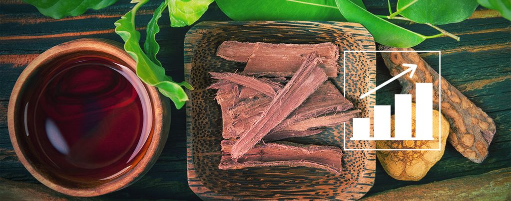 How To Grow Banisteriopsis Caapi From Seed