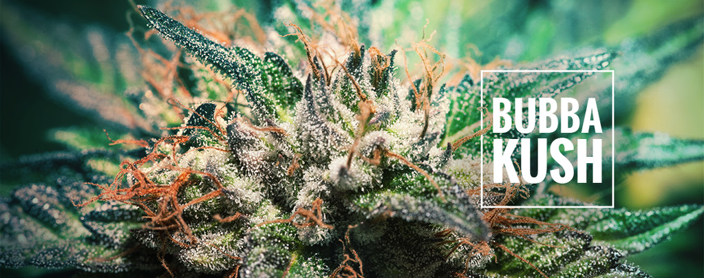 Bubba Kush (Dinafem) feminized