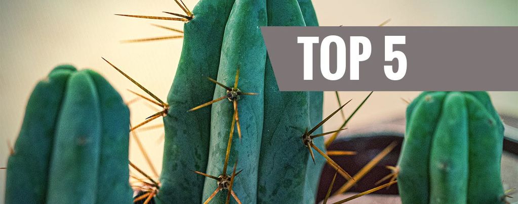 Top 5 Mescaline Cacti 