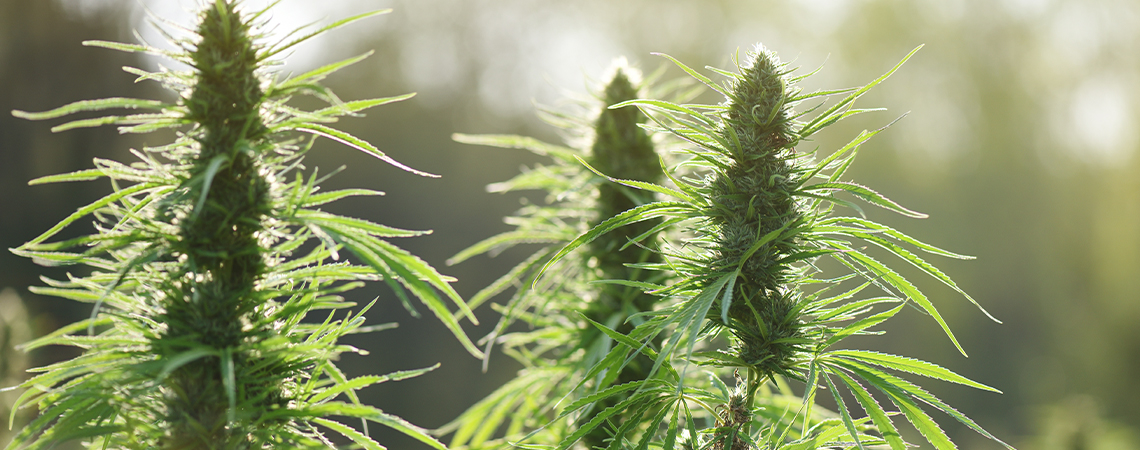 Top 10 Mould-Resistant Cannabis Strains