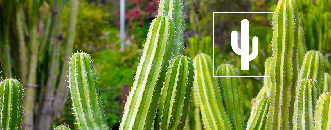 Top 5 cactus care mistakes and how to correct them
