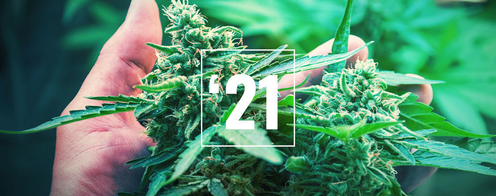 The Best Cannabis Strains For 2025