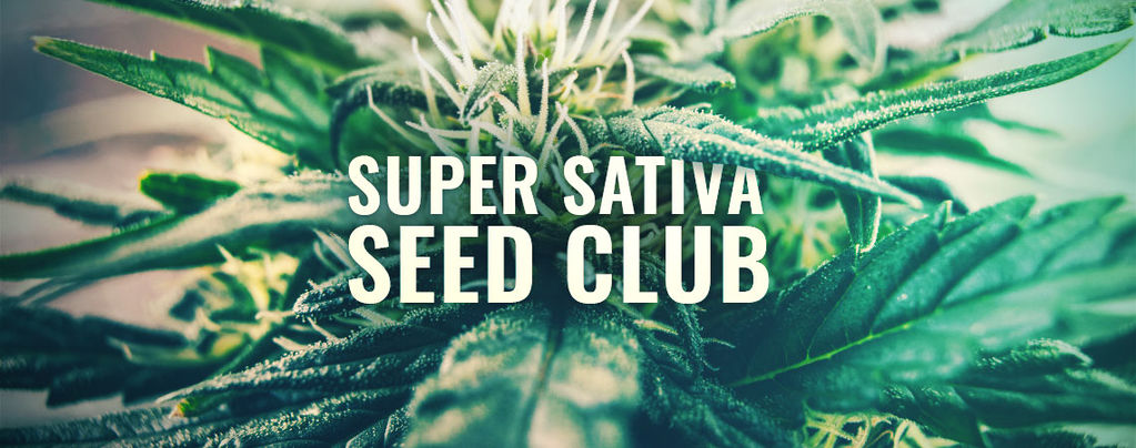 Super Sativa Seed Club wraca na scenę!