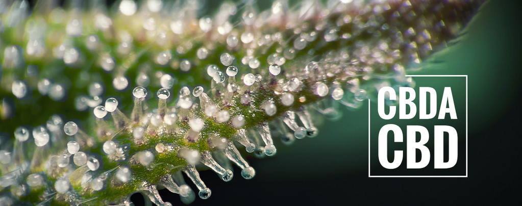 What Is CBDA And How Is It Different From CBD?
