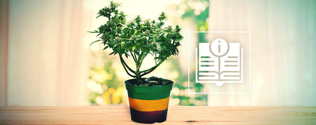 Everything You Need To Know About Cannabis Bonsai Plants