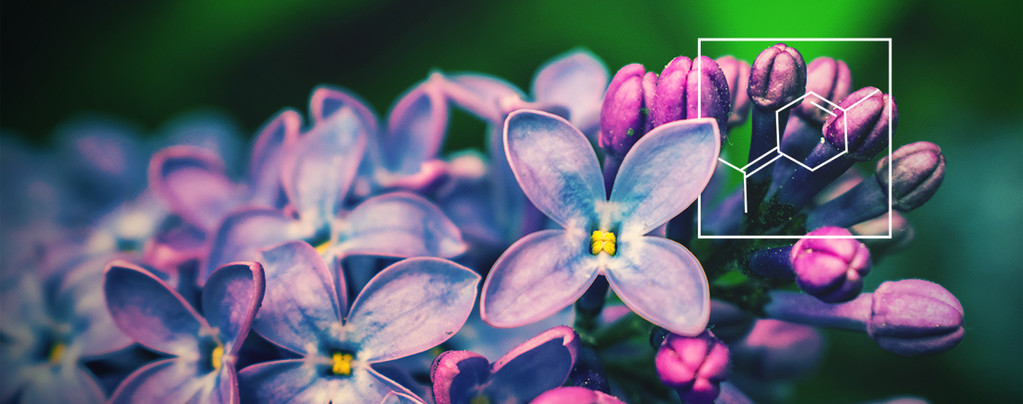 The Benefits Of Terpinolene