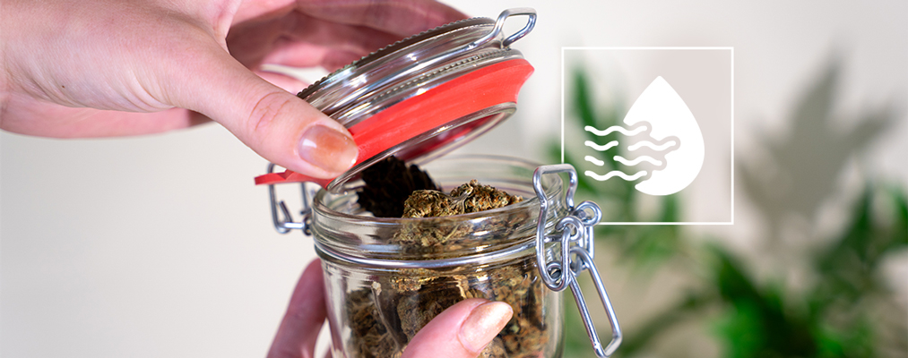 How (And Why) To Burp Your Nugs When Curing Cannabis