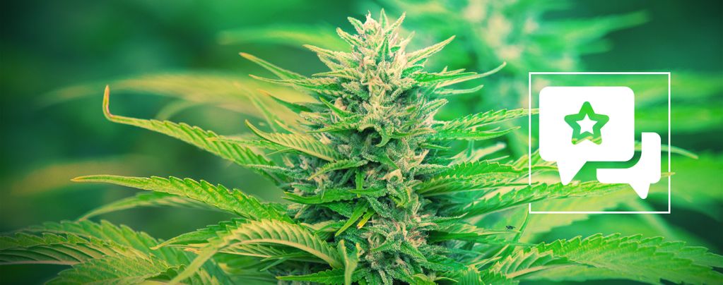 Gorilla Zkittlez (Barney's Farm) Feminized