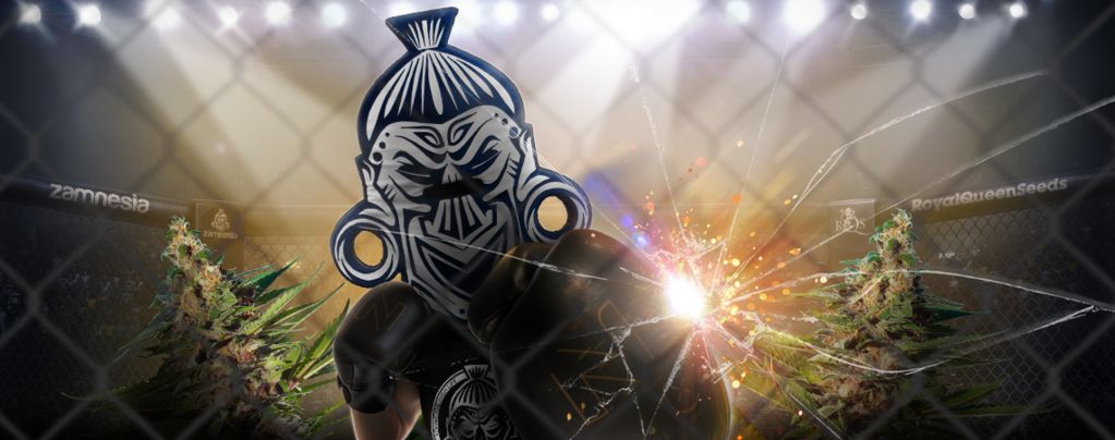 ZZ Punch (Royal Queen Seeds x Zamnesia) feminized